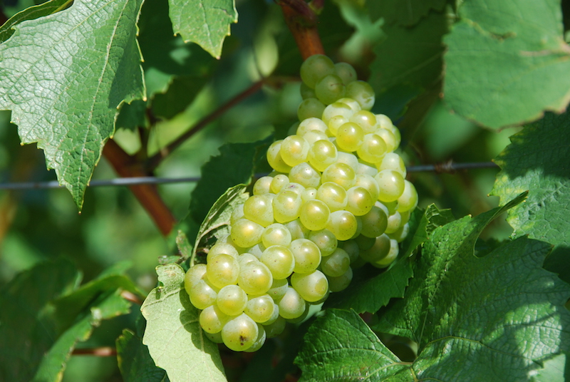 Cépage savagnin dans le vignoble du Jura
